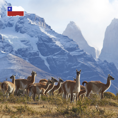 Data SIM Card Chile 1GB (7 days)